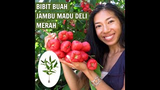 Bibit Jambu Madu Deli Merah