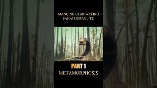 Mancing ular weling pakai umpan jitu #movie