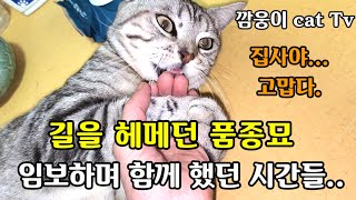 길을 헤메다 발톱이 다 달아버린 품종묘 고양이 함께 했던 시간들..