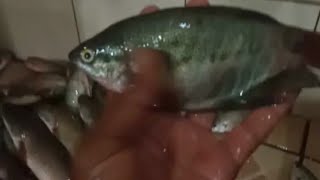 Hasil Tangkul Ikan || Cari Ikan Hari Ini