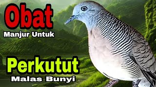 PANCINGAN PERKUTUT LOKAL // OBAT MANJUR 100% TERBUKTI CEPAT UNTUK PANCINGAN PERKUTUT MALAS BUNYI