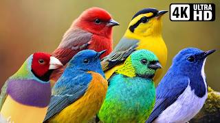 The Most Magnificent Small Birds | Stunning Nature & Birds Sound | Relaxing Birds Chirping | Calm