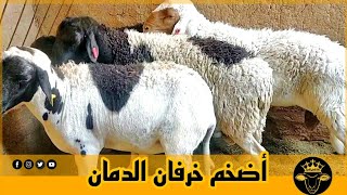 فحول الدمان سوبير  5500 درهم . اللهم بارك