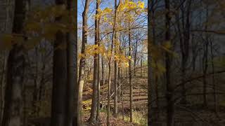 Canada’s Fall Season/#autumnleaves/#shorts