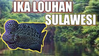 Mancing Ikan Louhan Bikin Pelampung Selalu Ngetrik Terus