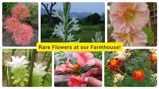 Rare Flowers found in Odisha | Flowers at Our Farmhouse with their Names