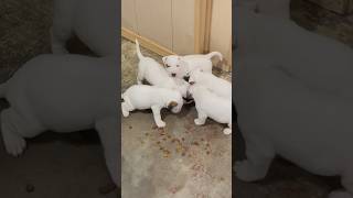 Pure White Bull Terrier Puppies 🔥🔥🔥🔥 #AKC #BullTerrier #NextFriday #Chico #SaintLouis #Spotted