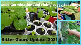 Bitter Gourd Plant Update, April 2021#How To Grow Bitter Gourd# Fixing Leggy Bitter Gourd Seedlings