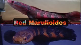 RED MARULIOIDES... RED BARITO RED SAMPIT