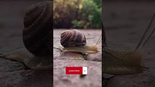 How snails Hibernate during hot and dry climate #shorts