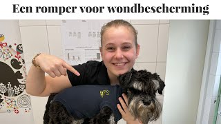 Een romper voor wondbescherming / Medical Pet Shirt | Instructie video