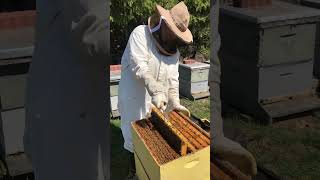 Spotting the Queen Bee #beekeeper #homesteader