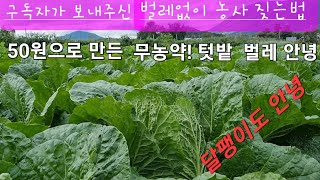 무농약 살충제 만드는 비용 50원#텃밭 무농약 살충제#무농약 살충제 제조방법#무농약 배추 벌레약#농사유튜브