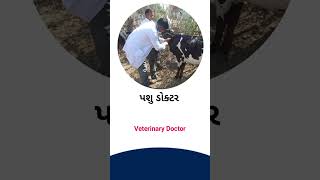 Veterinary doctor meaning in Gujarati - English dictionary