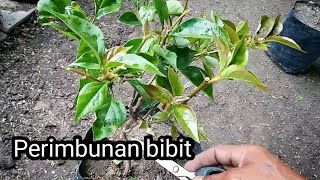 Bagi pemula cara pruning dan perimbunan bibit atau stek #bougenville