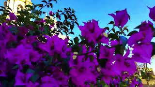 Primavera en Ajijic - Spring in Ajijic 2024 - Coldwell Banker Chapala Realty