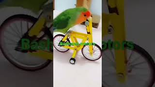 Mithun tote ka dance mithu Tota cycle chala raha hai funny video mithu Tota sale ke liye