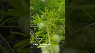 Meu jardim, minha terapia! Parte 103 #natureza #jardim #terapia #plantas #casa #amor #dia