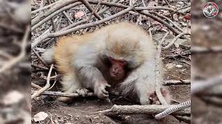 Saving injured monkeys from danger | Animal rescue compilation