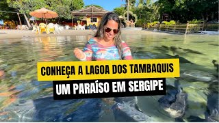 Descobrindo as belezas de Sergipe Croa do Goré Praia do Saco e Lagoa dos Tambaquis