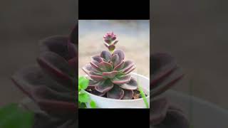 Best Indoor Plants India | Best Indoor Plants for Clean Air | Top 10 Indoor plants in India