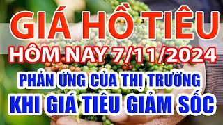 Giá tiêu hôm nay 7/11/2024: phản ứng của thị trường khi giá tiêu giảm sốc