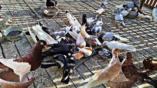 الحمام جاهز🕊️🥰وفاضل على الحلو تكه🕊️🕊️🕊️#pigeon