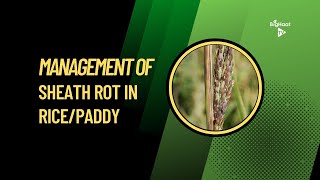 Management of Sheath Rot in Rice/Paddy