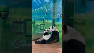 Mother Panda Kisses Baby Panda in China Zoo #shorts