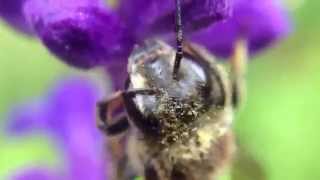 5 minutes with a leaf cutter solitary bee and a Salvia