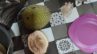 Makan durian Lintau #fypシ #rinduberat  #durian  #durianlintau #durianviral