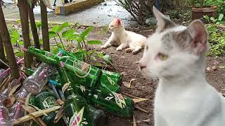 Orange Boy Mommy Cutie and Mommy Puti |Viral cat | DADA EN FRIENDS