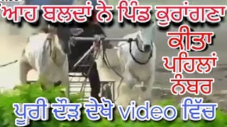 Ox races korangna ।। Harbans singh bhudan ।। Best ox race ।। Khalsaji in ।। Malwa tv ।।