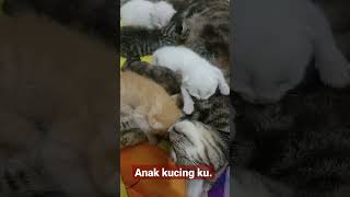 ekspresi Anak kucing lagi tidur.#shorts#anak kucing#.