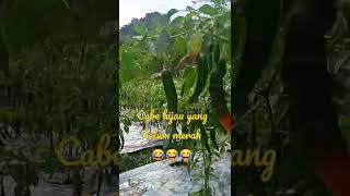 Cabe Hijau yg Belum Merah Punya Ayah di Desa