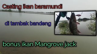 Casting ikan baramundi ll bonus mangrove jack ll poin om iyan jahe