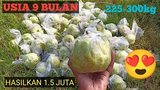 Jambu kristal usia 9bulan hasilkan 225-300kg