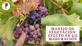 Manejo de vegetación en los viñedos. Efecto en la maduración