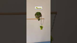 Smart and lovely little budgies #part-1