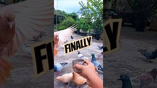 Pigeon Finally Lands on My Hand to Eat #birds #pigeon #pets #shorts