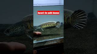 AURANTI BOCIL RIM PUTIH,TUNGGU SAJA VIDEO NYA BAKAL KITA UP #auranti #aurantimaculata #channa