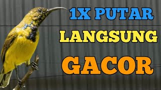 1X PUTAR LANGSUNG GACOR, PANCINGAN SOGON BIAR BISA GACOR