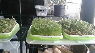 Micro-Greens | 3-4-24 | SEE DESCRIPTION FOR INFORMATION | Thanks for Watching | Like -  Subscribe