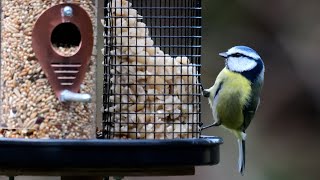 Vögel an der Futterstelle 21-01-25