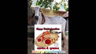 gir cow Gujarat
all friends happy rakshabandhan