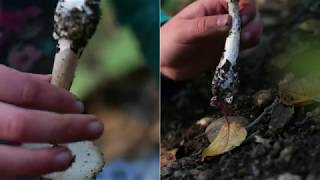 Death Cap, a poisonous mushroom!