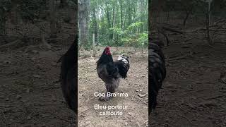 Chant du coq #brahmableuporteurcailloute