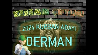 Keremin Çiftliği 2024 Kurbanlık Büyükbaş Derman - SATILDI