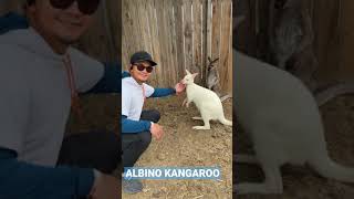 An extremely rare White Kangaroo