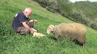 Ieri è nato risorsa,  ma la pecora boldrina non vuole allattare. Bisogna intervenire.